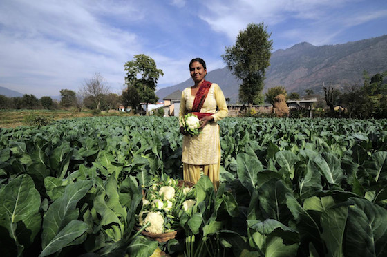 Harvesting cauliflowers at a small-scale farm in India Harvesting cauliflowers at a small-scale farm in India